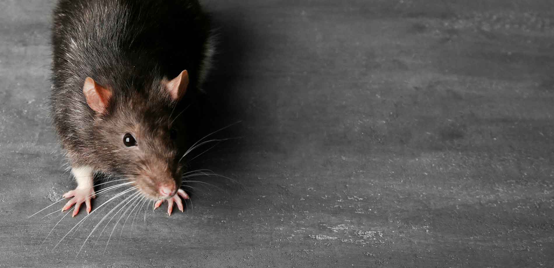Don't Let Mice Scratch and Nibble on Your Furniture