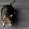 Pest Control in Galesburg, ILFamily Owned Since 1979