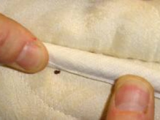 Bedbugs Four Seasons Pest Control